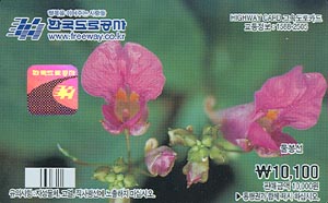 ���ӵ���ī��/ ������ �� 1������