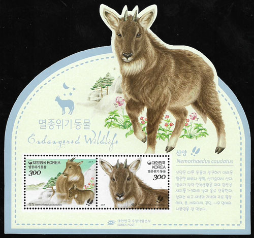 2017/ �������� ����(���) S/S