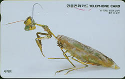 238-MO9806123-0K-�縶��(VF-��ǰ)