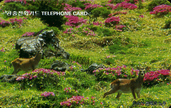 R181-O9602215-0-ö�߰����(����)-(�����/VF/��ǰ)