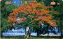 NMN-MM-08-Flame Tree